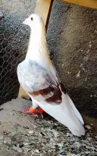 پشت گراف