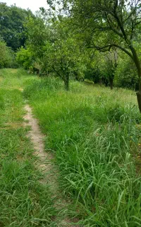 خدمات باغی علفتراشی و حرص درختان