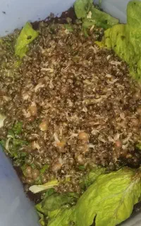 فروش  جوجه حلزون زیر قیمت