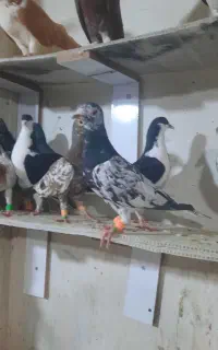۱۲تا حیوان چاشنی