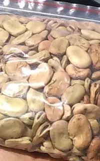 بذرباقلا(باقله)خارجی زودرس