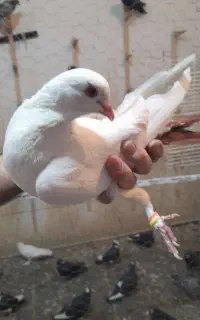 دم سرخ دم زرد