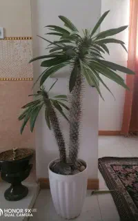 مادگاسکار