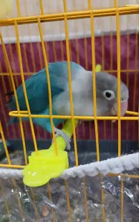 طوطی برزیلی نقاب دار