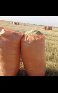 کاه گندم اهواز