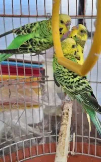مرغ عشق