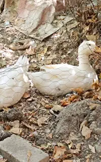 دوجفت اردک زیبا