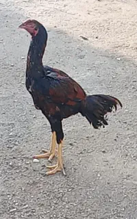 خروس لاری
