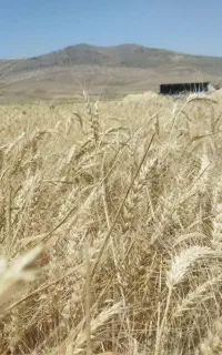 فروش گندم بذری