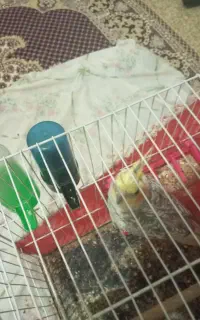 عروس هلندی  ملواریدی نر