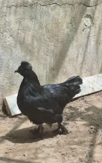مرغ ایام سمانه گوشت سیاه