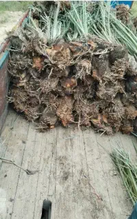 خرید انواع پاجوش ونخل تنه دار،جدا کردن پاجوش پاکنی