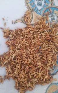 شلتوک بذری