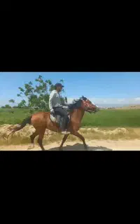اسب نریون یورقه