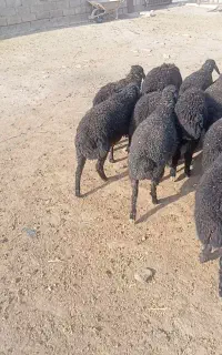 بره کوچیک خوب شیر مست
