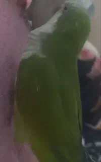 یک عدد طوطی راهب سبز گمشده