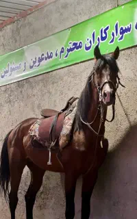 اسب نریان عرب