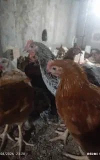 خروس محلی جوان
