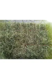 پرس شبدر چین دو