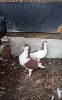 جفت چپ سرخ
