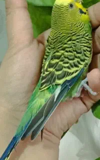 مرغ عشق اهلی