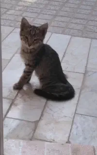 بچه گربه بازیگوش