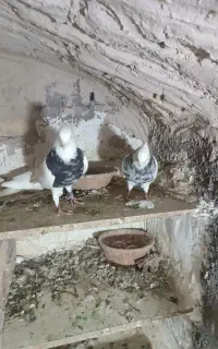طوق سور جفتی فروشی