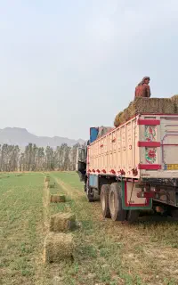 یونجه پرس