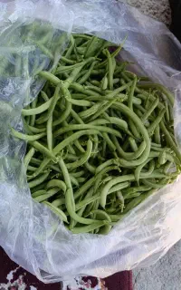 لوبیا سبز تازه