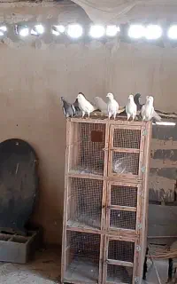 کفتر