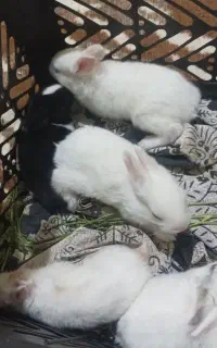 بچه خرگوش