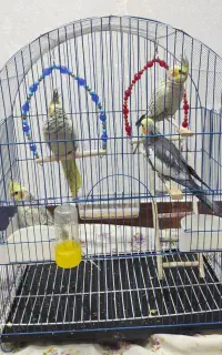 جوجه عروس یکساله