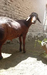 بره قوچ