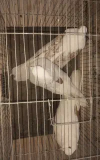 کبوتر زاغ و تهرانی