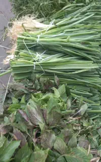 سبزی ترو تازه محلی