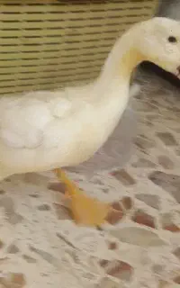 اردک۵ماهه و۴ماهه