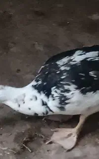 اردک روسی هر فروشی