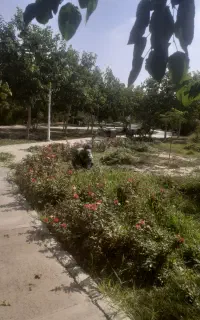 باغبانی و درختکاری