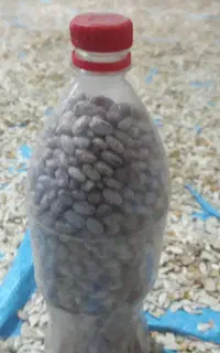 تخم کدو ولوبیا چیتی