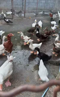فروش اردک محلی بالغ فقط ماده موجوده