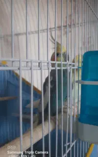پرنده عروس