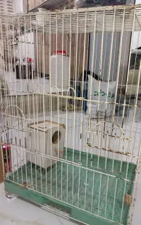 قفس بزرگ‌