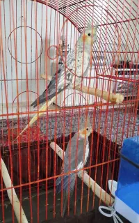 یک جفت عروس هلندی
