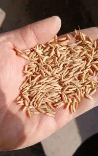 بزر شالی طارم هاشمی