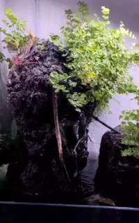 آکواریوم پلنت