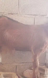 بزغاله