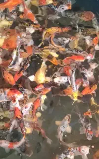 ماهی کوی از چهار بند به بالا قیمت حراجی