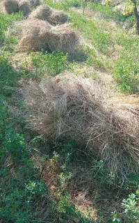 یونجه تازه در باغ بفروش میرسد