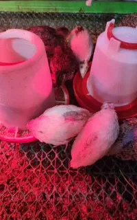 جوجه ۱ ماهه بلدرچین