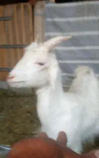بز بزغاله بره گوسفند